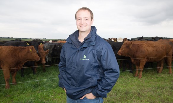 a man standing in front of a herd of cows